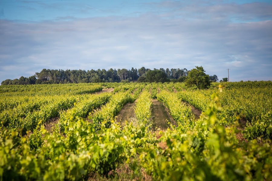 Bodega Finca Torremilanos - Ribera del Duero