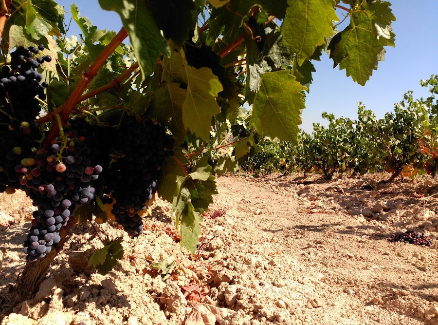 BODEGAS DE BLAS SERRANO - Ribera del Duero