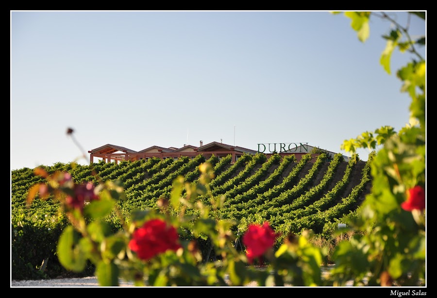 Bodegas Durón - Ribera del Duero